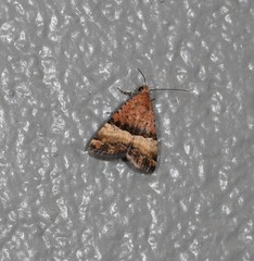 Pseudozarba orthopetes