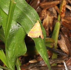 Raparna crocophara