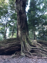 Castanopsis carlesii