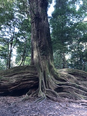 Castanopsis carlesii