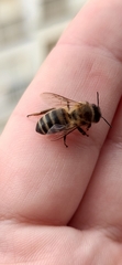 Apis mellifera iberiensis