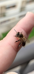 Apis mellifera iberiensis