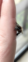 Apis mellifera iberiensis