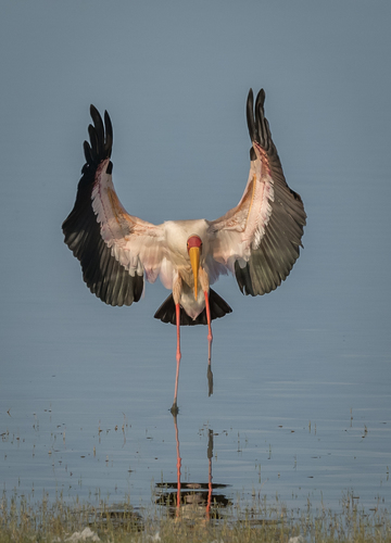 Yellow-billed Stork