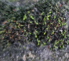 Grimmia pulvinata