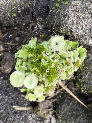 Cladonia humilis