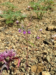 Collinsia linearis