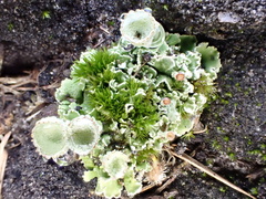 Cladonia humilis