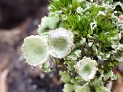 Cladonia humilis