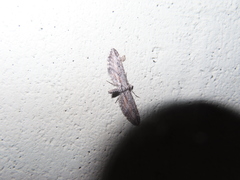 Eupithecia acutipennis