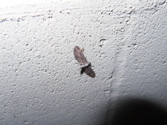 Eupithecia acutipennis