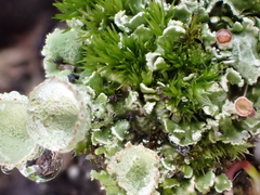Cladonia humilis
