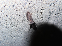 Eupithecia acutipennis