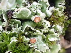 Cladonia humilis