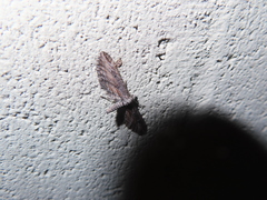 Eupithecia acutipennis