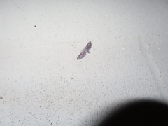 Eupithecia nevadata