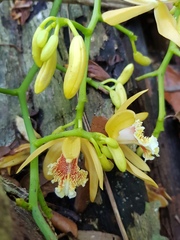 Pseudovanilla foliata