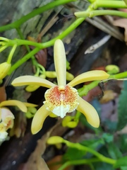 Pseudovanilla foliata