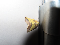 Neoterpes edwardsata