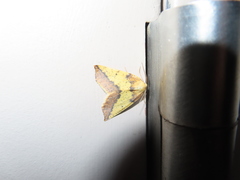 Neoterpes edwardsata