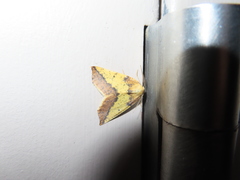 Neoterpes edwardsata