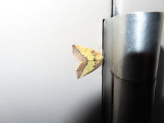 Neoterpes edwardsata