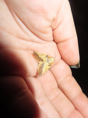 Neoterpes edwardsata