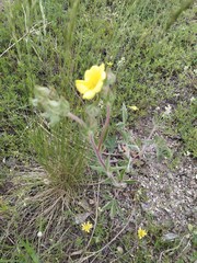 Potentilla astracanica