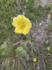 Potentilla astracanica