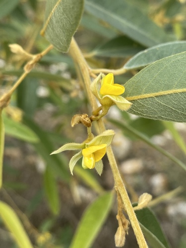Lamprolobium fruticosum