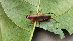 Eschatoceras bipunctatus