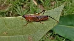 Eschatoceras bipunctatus