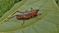 Eschatoceras bipunctatus