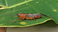 Eschatoceras bipunctatus