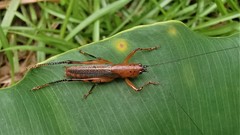 Eschatoceras bipunctatus