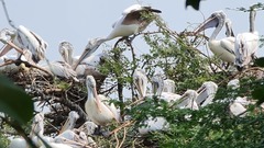 Pelecanus philippensis