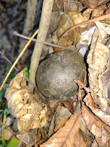Crni orah (Juglans nigra)