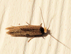 Acrolophus propinqua