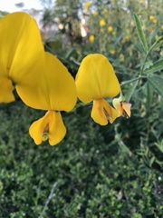 Crotalaria juncea