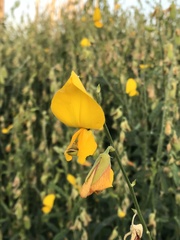 Crotalaria juncea