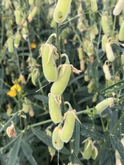 Crotalaria juncea