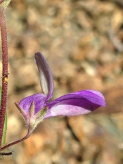 Collinsia linearis