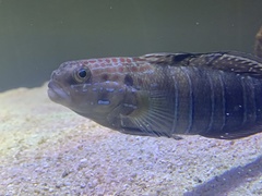 Amblygobius phalaena