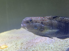 Amblygobius phalaena