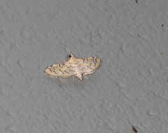 Cotachena hicana