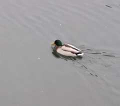 Anas platyrhynchos