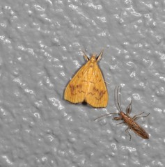 Hyalobathra brevialis