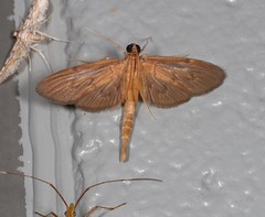 Hymenoptychis sordida