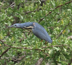 Ixobrychus sturmii