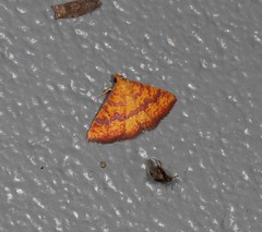 Raparna crocophara